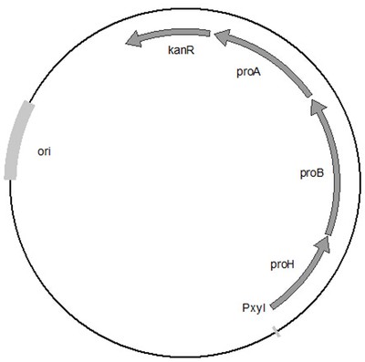 一株生產(chǎn)反式-4-羥基-L-脯氨酸的重組菌株及其構(gòu)建與應(yīng)用專(zhuān)利_-啟信寶