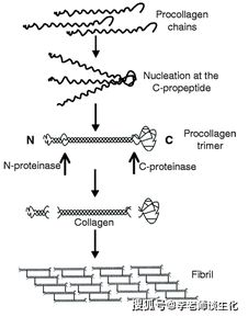 膠原的結(jié)構(gòu) 功能以及為什么不能通過(guò)飲食補(bǔ)充